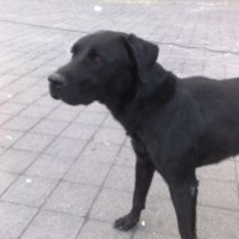 D 508ba2c9 1c9a 4c1a 8171 cefec227e4e5