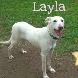 D cac4a643 efed 4966 8e54 97f32a4aa371