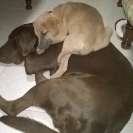 D 3689c591 8249 44d6 a16c 9420da6dc678