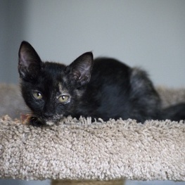 D 80b54c89 b4e5 44b0 aa22 ea811517ae68