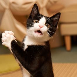 D 54f11808 e705 47b7 adc0 600d28f7e17f