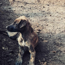 D 76a4fd87 d50f 47d1 94db ef000a505880