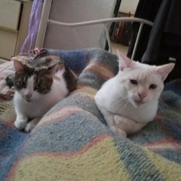 D 7ffabcbc 0c9e 4009 862a 707a781823f8