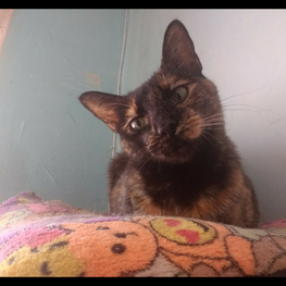 D f7adffd2 52a9 4e0e bb40 2167e96e4f9e