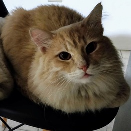 D cc2b7d3b 78b8 476f 83e2 a0ae0b2f75b4