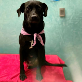 D daf2fb98 2a24 4cf2 9081 1a18992ccd3e