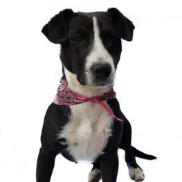 D 4a9109b4 0a5c 4981 8002 0acf9d0ebf82