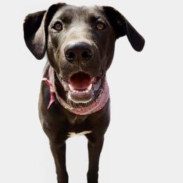 D a4c98995 d1c4 4a42 b962 0076d86788b4