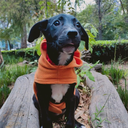 D 9a4b3e3b 248f 42d0 bf25 7d7598bbcbbc