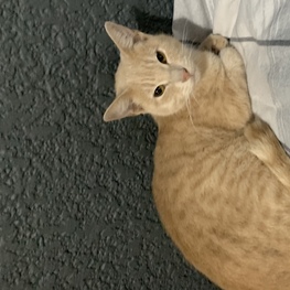 D 0c58dd25 2cf1 4d49 a934 869704fdd253