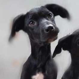 D 944a5c81 cda1 455d 84b5 037f9ad47624