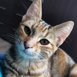 D 1dee5363 3b31 4539 9b0a aed3962a17ba