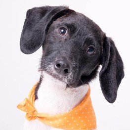 D 54c99fdd be60 40a7 807c dd6f6e8f0189