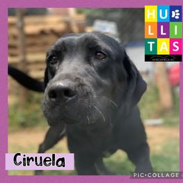 D ed4c6ade 5015 47e6 8d6e 40a8fe1e8ee6