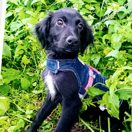 D 1c625dc1 b723 4f20 aa99 b64d74930331