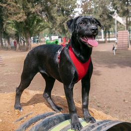 D abd264be 1fc4 480c 835a 9ef62ef57b6a