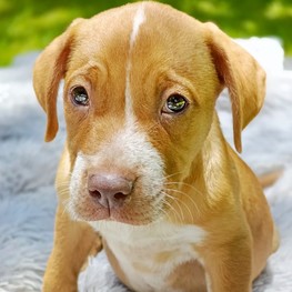 D 795700af 86ee 4a79 a6a4 4a6f2ceff0b5