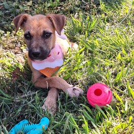 D ff7f1212 bfd5 4d4c 8403 885470c3463c