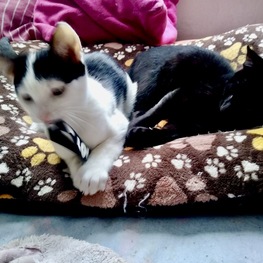 D 662621e3 36ea 470a 8223 8173cc2b8c4e