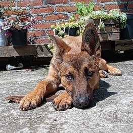 D c64abe4d b8d7 40fc b2fa 362ae9e6f21f