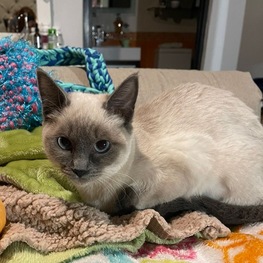 D ddca8380 2255 47f8 89ac 00ac566cec5d