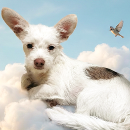 D 40727718 c77c 439a a025 596cd3565b01