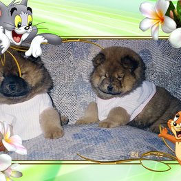 D 04acc497 6255 4d18 be51 aab3034075bf