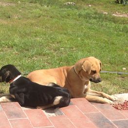 D 2f25d44c 60cb 4219 83d1 b104d7ab272f