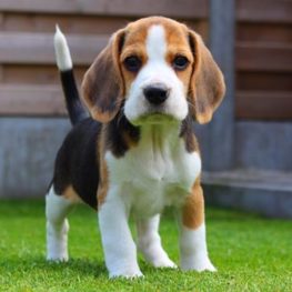 D fdcd4ccc 3a9d 4cc9 bb83 1b5f68b7c610