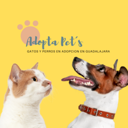 D a178eccf b2cb 4c06 8987 961b64aa70f6